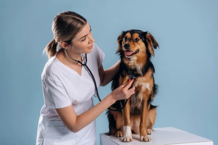 Cardiologista para cachorro no Paraná