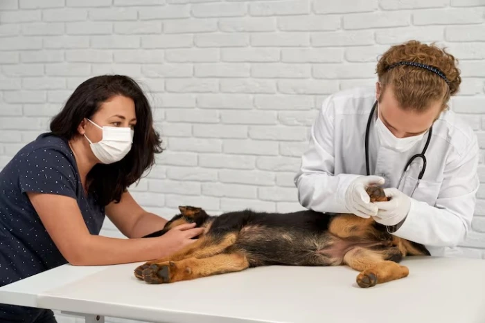 Cardiologista para pet no Paraná