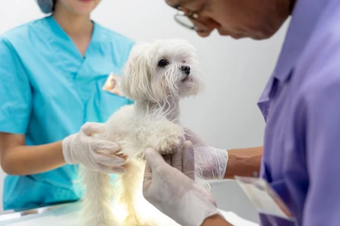 Castração de cães e gatos