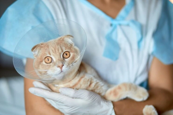 Castração de gato macho no Paraná