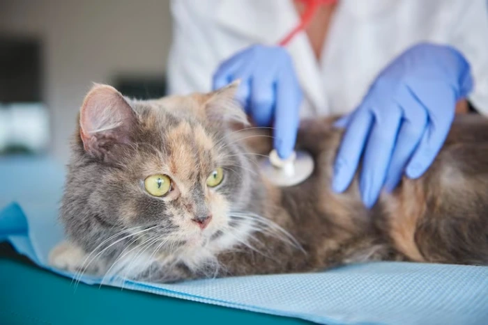 Castração de gatos em Curitiba