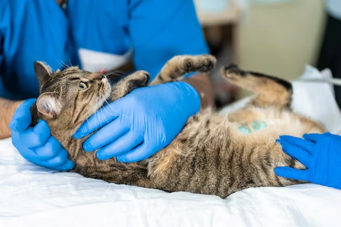 Cirurgia de castração de gato fêmea no Paraná