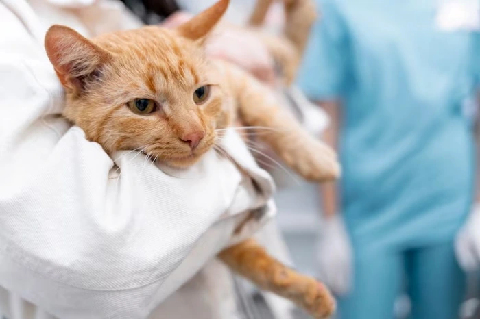 Cirurgia em gatos no Paraná