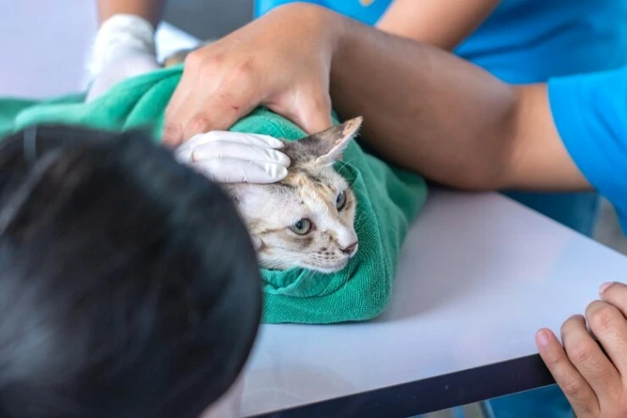 Cirurgia veterinária para gatos