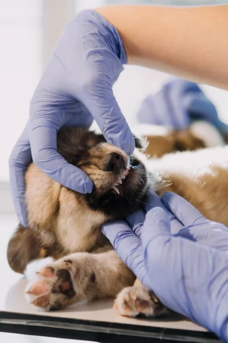 Cirurgia veterinária no Paraná