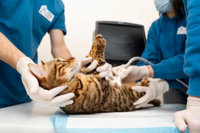 Clínica especializada em gatos