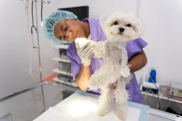 Clínica veterinária para castração