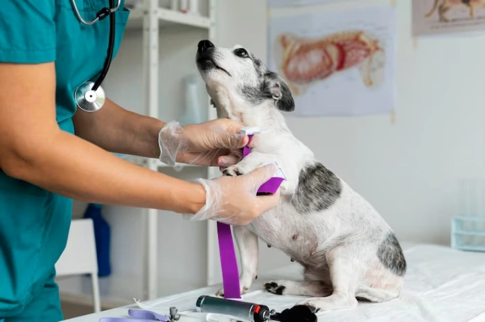 Clínica veterinária perto de mim