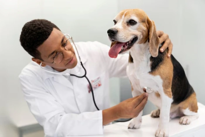 Clínica veterinária para pet