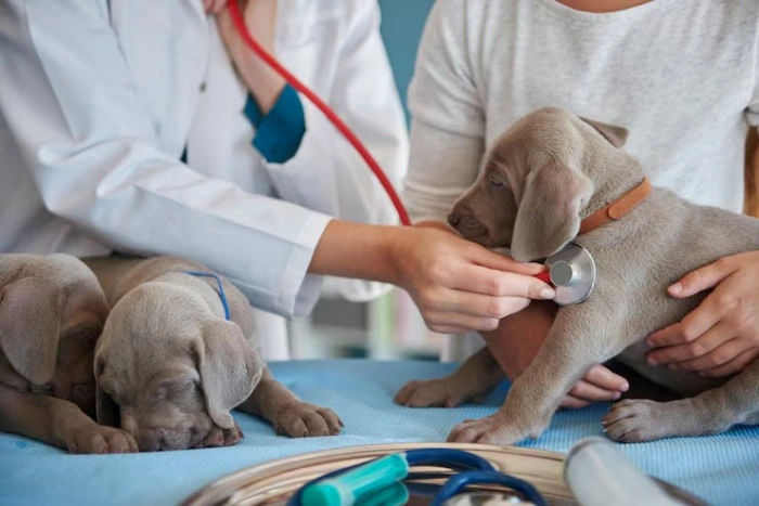 Dermatologista para cachorro no Paraná