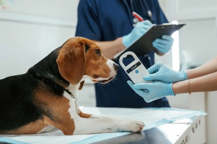 Exame veterinário no Paraná