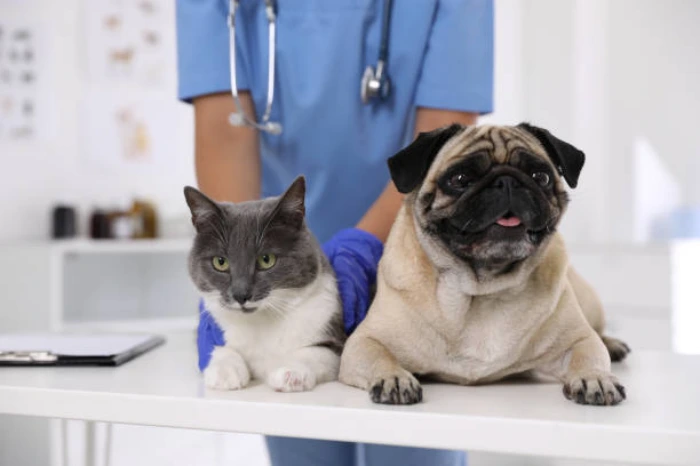 Hospital para cães e gatos 24h