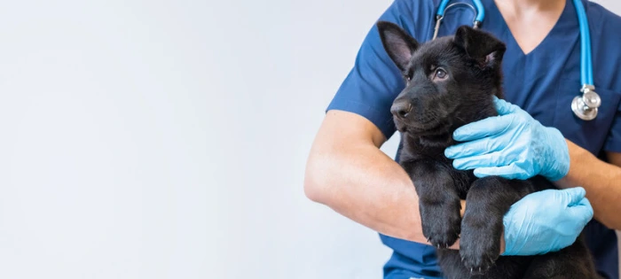 Hospital veterinário próximo