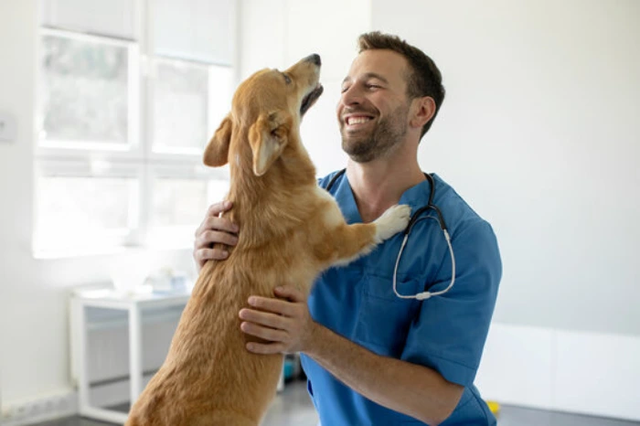 Internação de cachorro em Curitiba