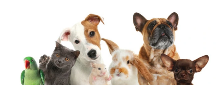 Internação de cães e gatos