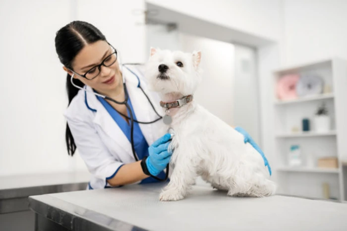 Internação hospitalar para animais