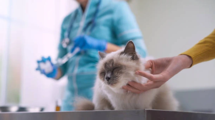 Internação veterinária
