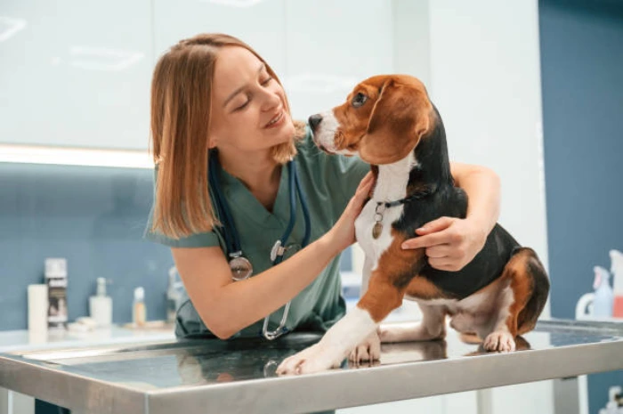 Internação veterinária para cães