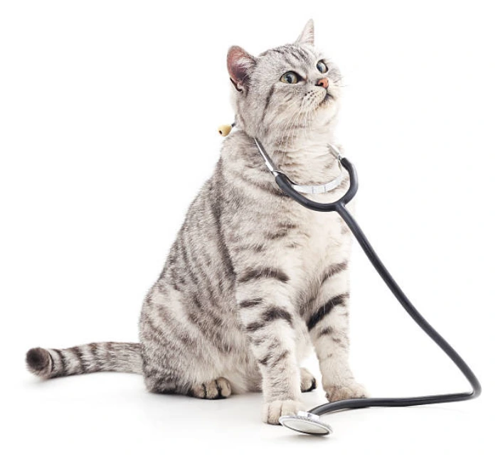 Internação veterinária em Curitiba