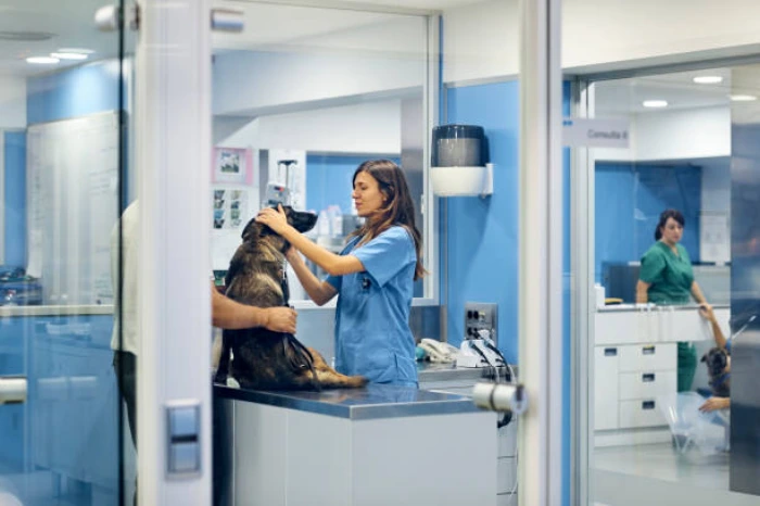 Internação veterinária no Paraná
