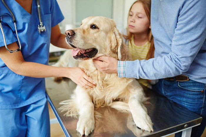 Pronto atendimento veterinário em Curitiba