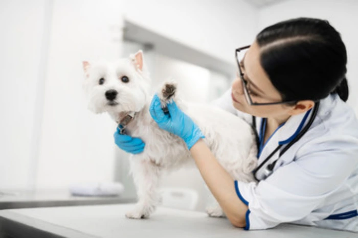 Veterinário 24h em Curitiba