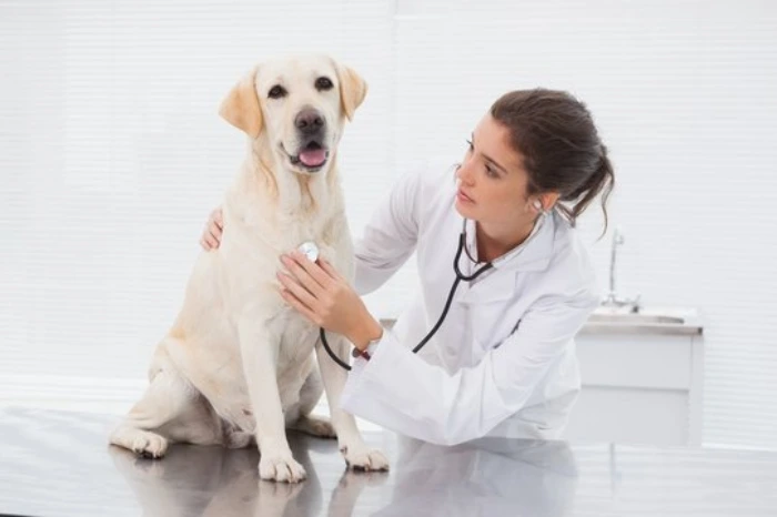 Veterinário de cachorro
