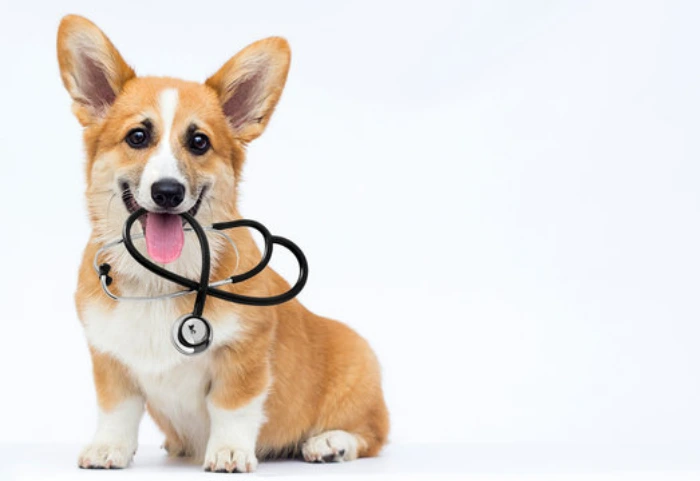 Veterinário em Curitiba