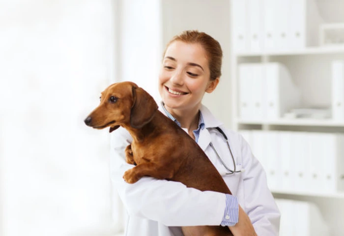 Veterinário dermatologista