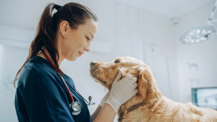 Veterinário especializado em cães