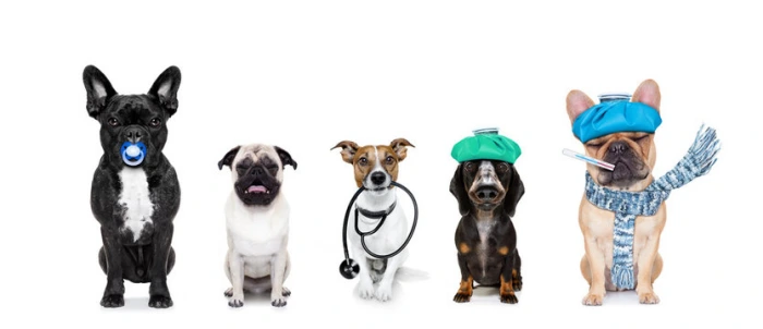 Veterinário perto de mim